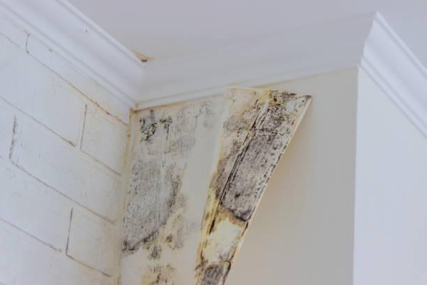 Best Flood restoration services  in Smyrna, TN